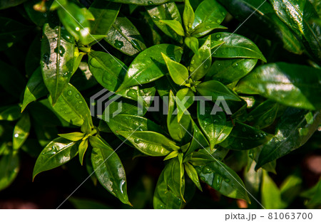 Water drops on green leaves of Allamanda Cathartica or Apocynaceae. 81063700