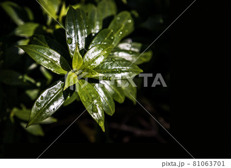 Water drops on green leaves of Allamanda Cathartica or Apocynaceae. 81063701
