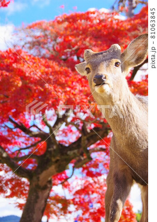 紅葉と鹿 紅葉と鹿 81063845