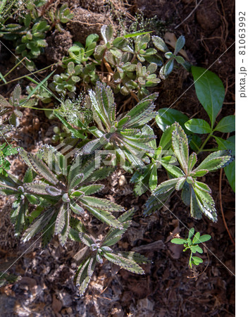 Top view on Kalanchoe Delagoensis. The plant is also know as Mother of Millions, Devil's Backbone and Chandlier Plant. Top view on Kalanchoe Delagoensis. The plant is also know as Mother of Millions, Devil's Backbone and Chandlier Plant. 81063992