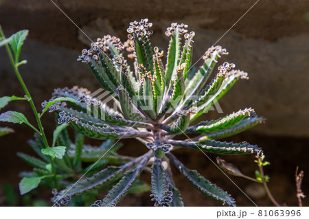 Small buds of Kalanchoe Delagoensis. The plant is also know as Mother of Millions, Devil's Backbone and Chandlier Plant. Small buds of Kalanchoe Delagoensis. The plant is also know as Mother of Millions, Devil's Backbone and Chandlier Plant. 81063996