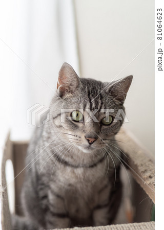 見つめる猫 サバトラ猫 見つめる猫 サバトラ猫 81064623