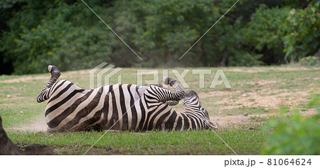 転がるシマウマ 81064624