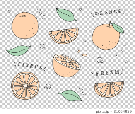 オレンジの手描きイラストのセット　フルーツ　果物　柑橘系　シトラス　夏　ミカン　果実　断面 81064959