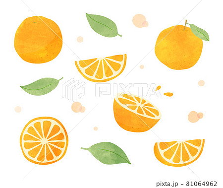 オレンジの水彩風イラストのセット フルーツ 果物 柑橘系 シトラス 夏 かわいい 果実 断面 手描きのイラスト素材