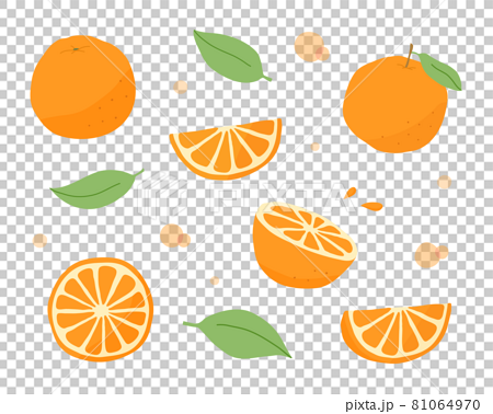 オレンジの手描きイラストのセット フルーツ 果物 柑橘系 シトラス 夏 ミカン 果実 断面のイラスト素材