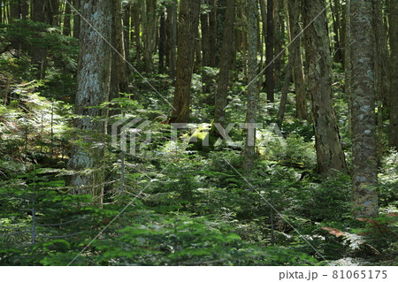 白駒池と苔むす森 白駒池と苔むす森 81065175