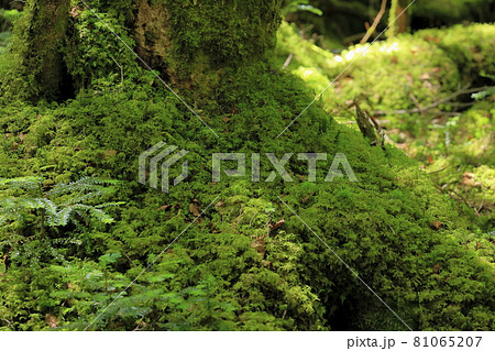 白駒池と苔むす森 白駒池と苔むす森 81065207