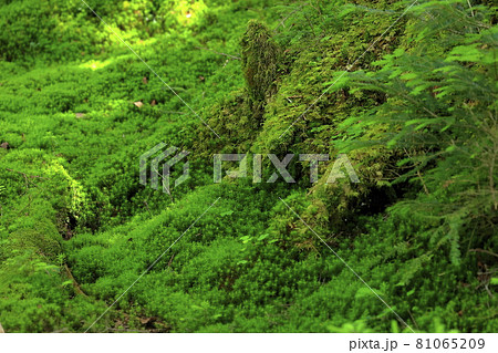 白駒池と苔むす森 81065209