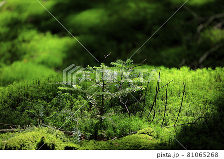 白駒池と苔むす森 81065268