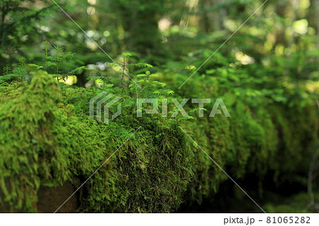 白駒池と苔むす森 白駒池と苔むす森 81065282