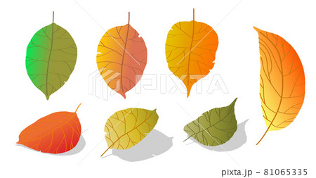 doodle gradient apple tree leaves isolated on white background. Autumn fallen leaves of apple tree. Harvesting. Vector 81065335