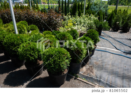 A row of pots with sprouts of coniferous trees. Agricultural store 81065502