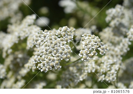 Common Yarrow Common Yarrow 81065576
