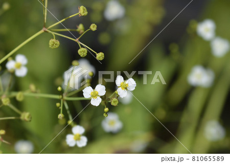 Lance-leaved water plantain Lance-leaved water plantain 81065589