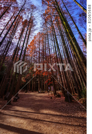 メタセコイアの林が紅葉 生田緑地の森の散歩道(神奈川県川崎市) メタセコイアの林が紅葉 生田緑地の森の散歩道(神奈川県川崎市) 81065688