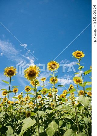 向日葵畑 夏イメージ 向日葵畑 夏イメージ 81065954