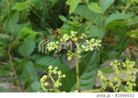 交尾中のマメコガネ 81066032