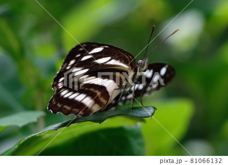 白黒まだら模様のゴマダラチョウ 81066132