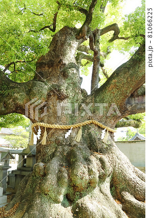 杭全神社の巨楠 杭全神社の巨楠 81066225