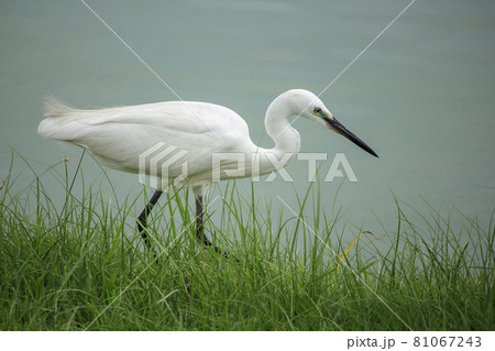 Great White Egret on the lawn , Great White Egret like to feed on the plains of the stomach. flooded fields, swamps, lakes 81067243