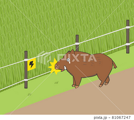 電気柵に驚くイノシシのイラスト 81067247