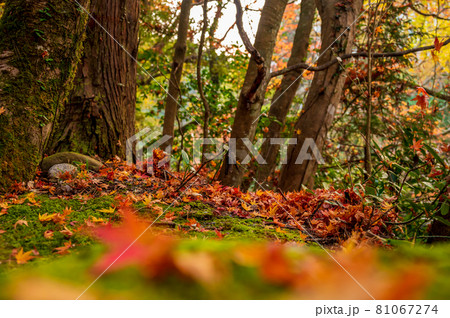 石川県山中温泉の鶴仙渓　　遊歩道　秋（2020年11月撮影） 81067274