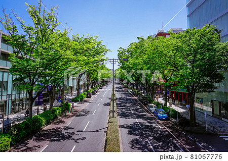 新緑の春、表参道の欅並木（明治神宮の表参道） 81067776