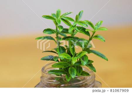 イオニマス　ミクロフィラゴールド 81067909