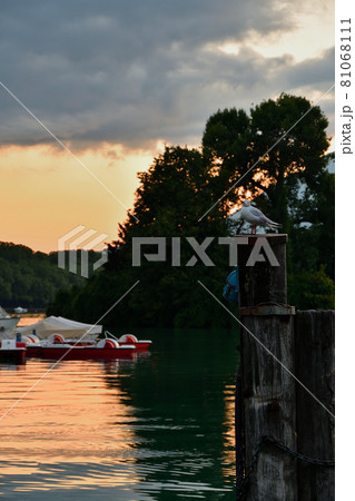 フランス・アヌシー、早朝のアヌシー湖に佇む鳥、2021年7月29日撮影 81068111