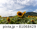 新潟のひまわり畑 81068429