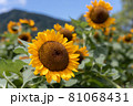 新潟のひまわり畑 81068431