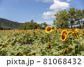 新潟のひまわり畑 81068432
