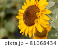 新潟のひまわり畑 81068434