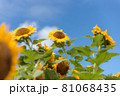 新潟のひまわり畑 81068435