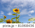 新潟のひまわり畑 81068436