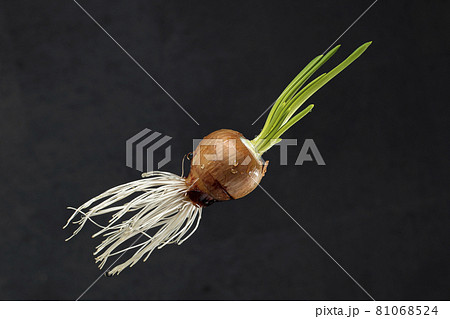 Onions with roots and feathers on a black background. Onions with roots and feathers on a black background. 81068524
