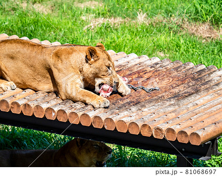 ライオン　再開されたライオンバスの景色 81068697