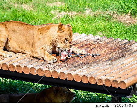 ライオン　再開されたライオンバスの景色 81068705