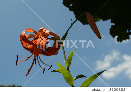 夏の花：オニユリ　ユリ科の植物で、くるりと上に反り返った橙色の花びらと黒い斑点が特徴。 81068884