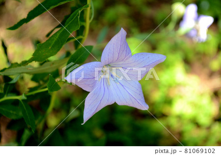 夏の花:キキョウ 青紫色の花で5枚の花弁が星形に広がる。秋の七草のひとつ。 夏の花:キキョウ 青紫色の花で5枚の花弁が星形に広がる。秋の七草のひとつ。 81069102