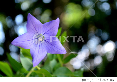 夏の花:キキョウ 青紫色の花で5枚の花弁が星形に広がる。秋の七草のひとつ。 夏の花:キキョウ 青紫色の花で5枚の花弁が星形に広がる。秋の七草のひとつ。 81069103