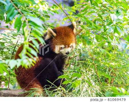 レッサーパンダ　食事 81069479