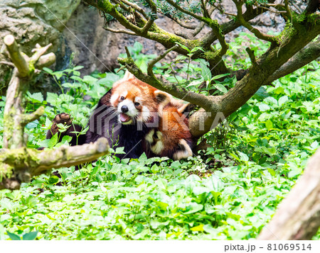 レッサーパンダ じゃれあい レッサーパンダ じゃれあい 81069514