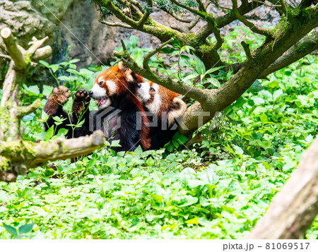 レッサーパンダ　じゃれあい 81069517