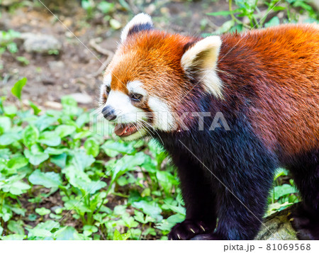 レッサーパンダ 歩く姿 レッサーパンダ 歩く姿 81069568