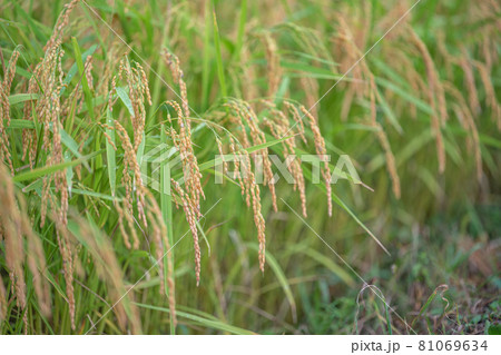 曇りの日の田んぼ 曇りの日の田んぼ 81069634