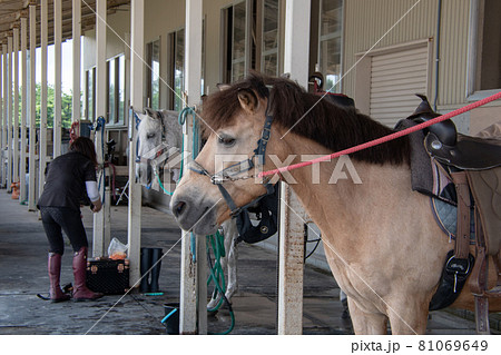 蒜山ホースパークのえさやり体験の餌を今か今かと待つ馬たち 81069649