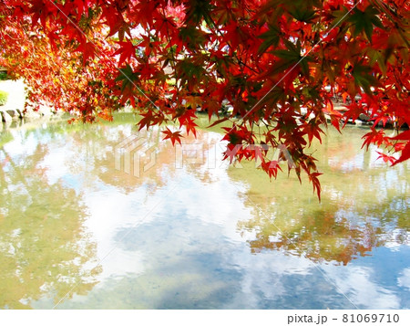 水辺の紅葉 池の水面に映る紅葉と秋晴れの青空 水辺の紅葉 池の水面に映る紅葉と秋晴れの青空 81069710
