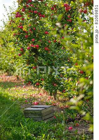 apple orchard in Autumn Fall with ripe fruit 81069851